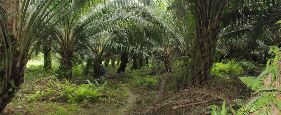Integrating Livelihood with Markets and Complex Value Chains (5)