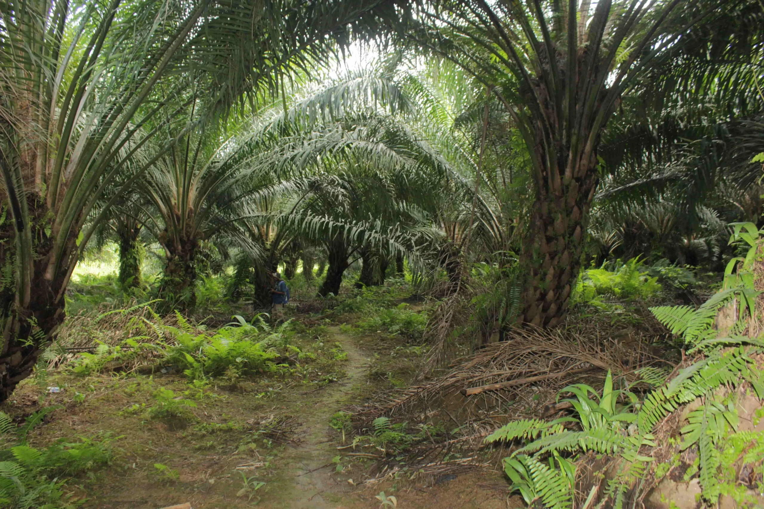 Integrating Livelihood with Markets and Complex Value Chains (5)
