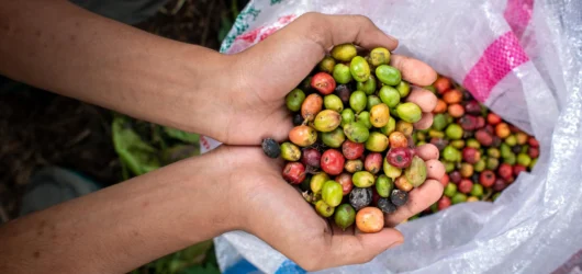 Integrating Livelihood with Markets and Complex Value Chains (7)