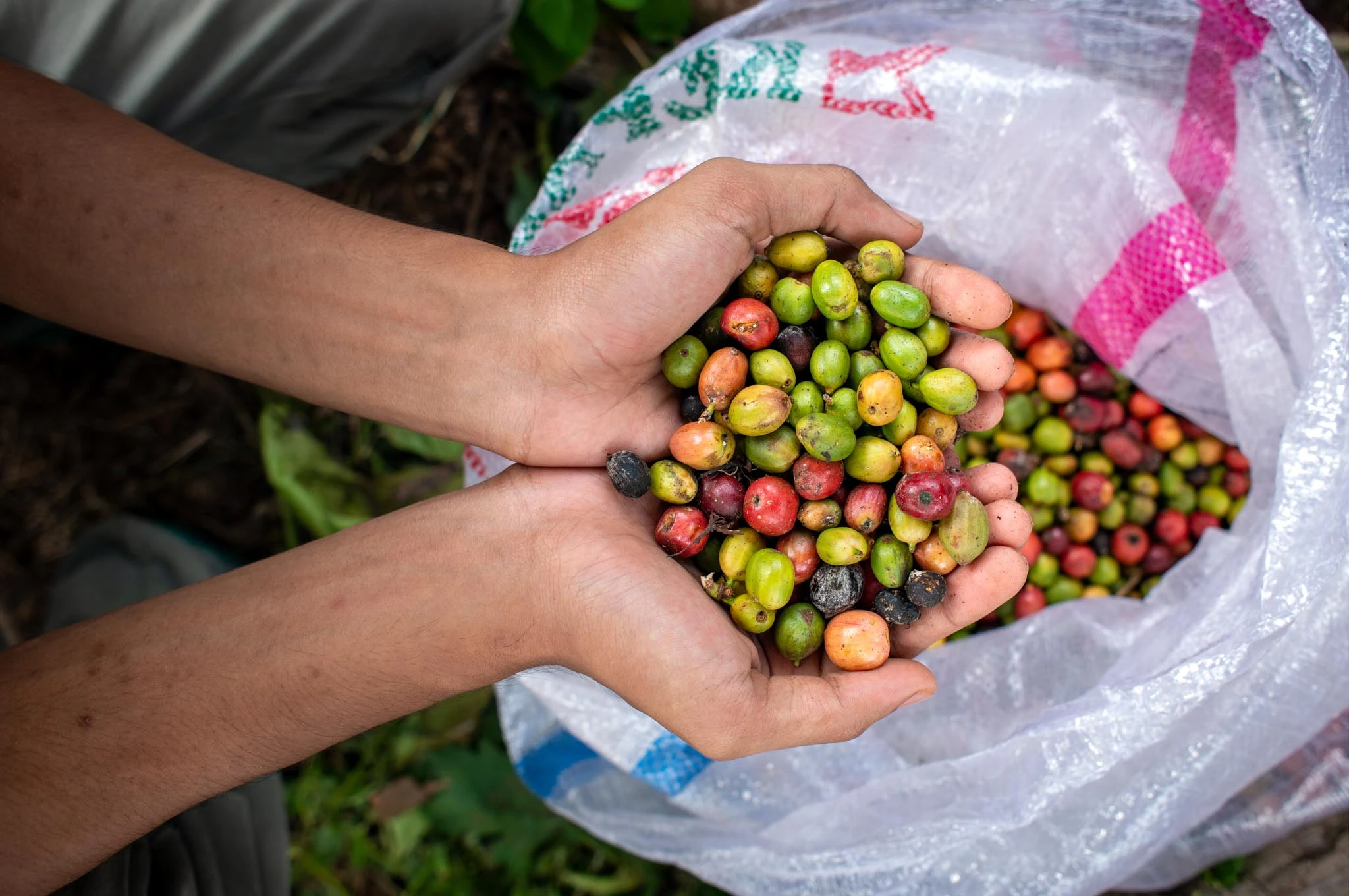 Integrating Livelihood with Markets and Complex Value Chains (7)