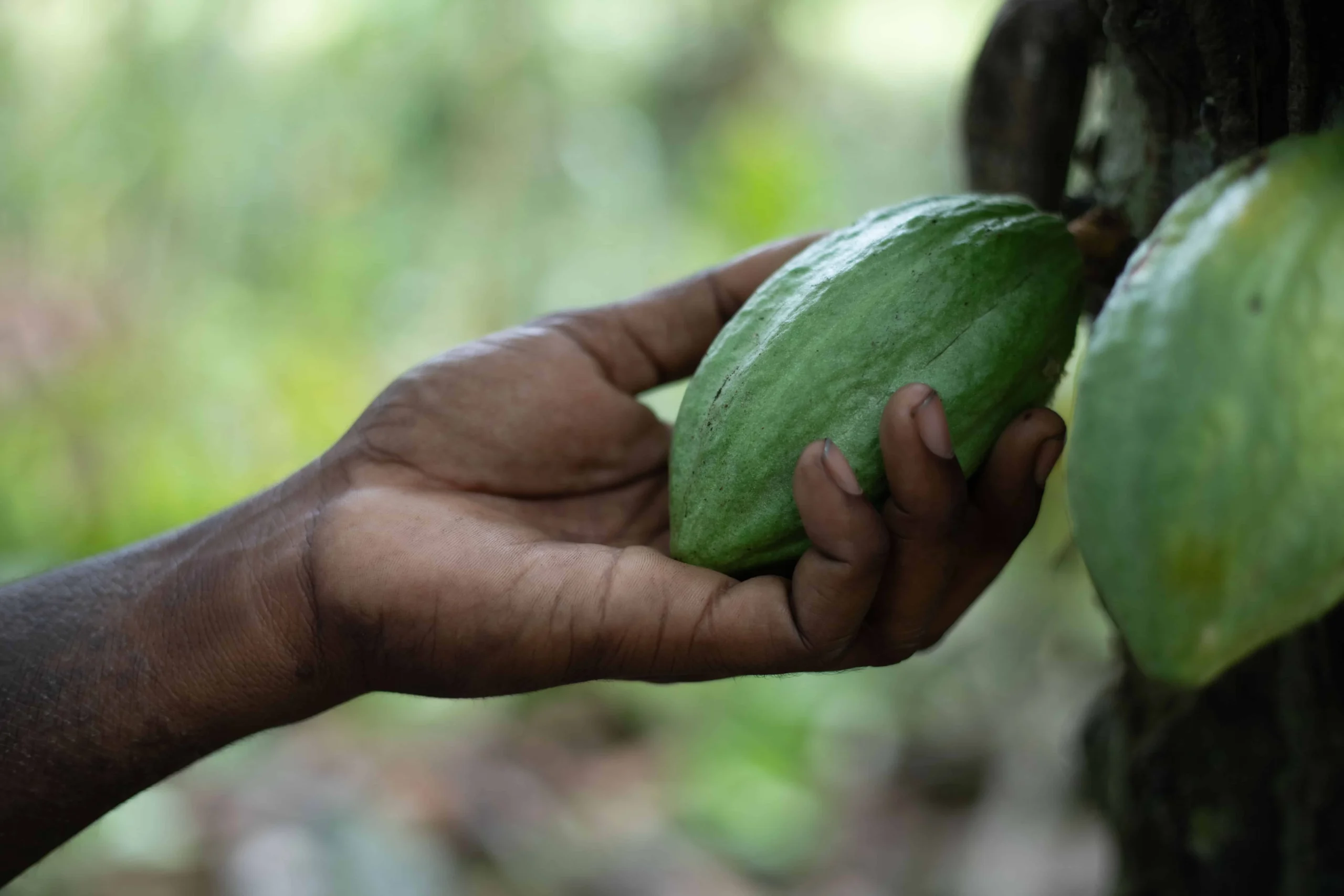 Integrating Livelihood with Markets and Complex Value Chains (4)