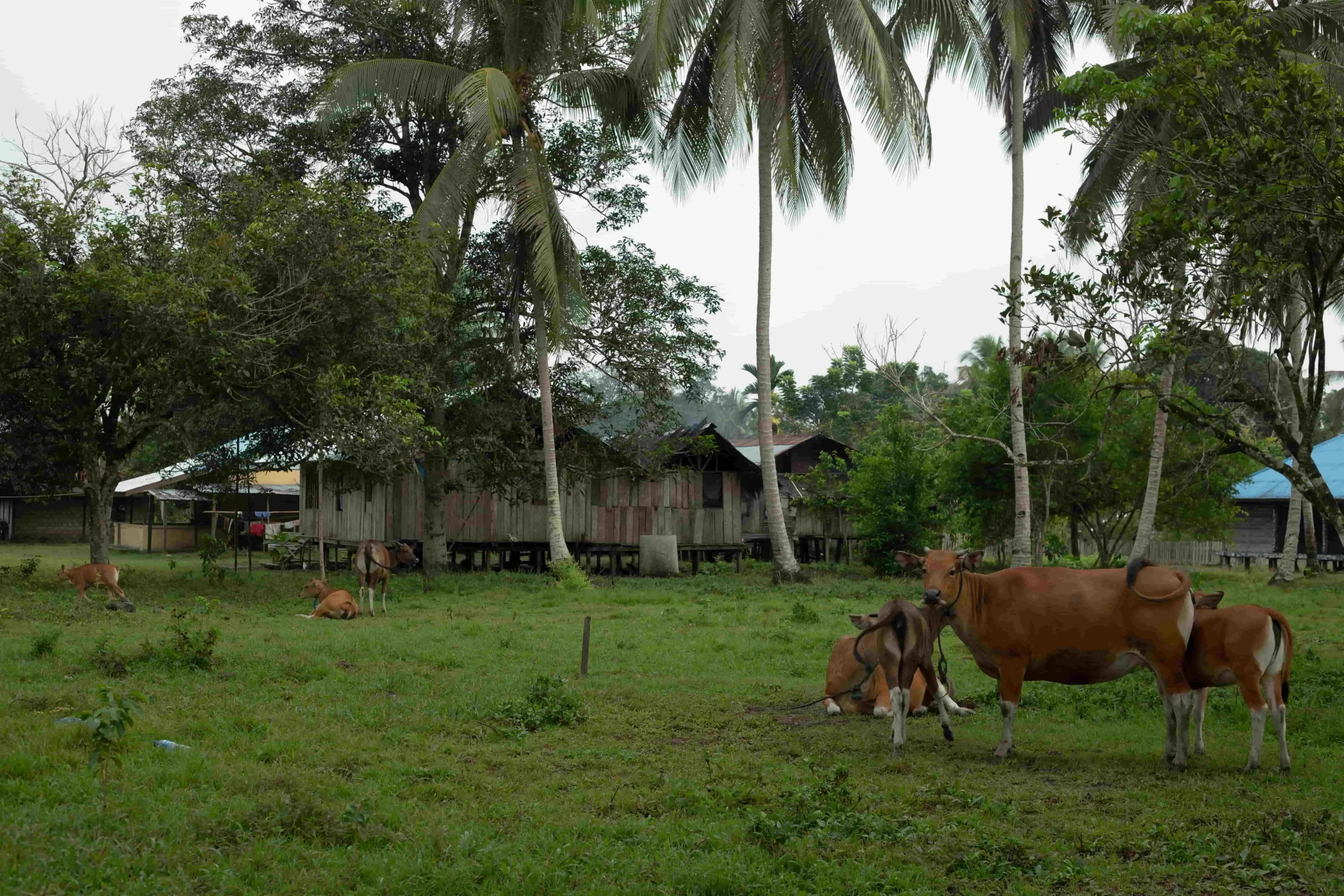 Integrating Livelihood with Markets and Complex Value Chains (2)